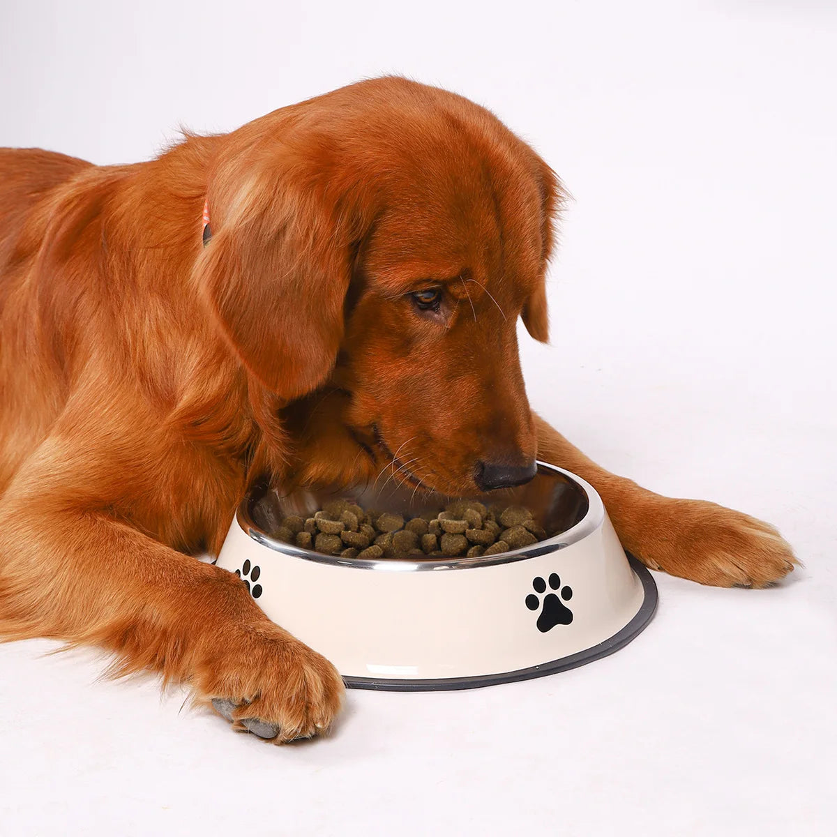 Stainless Steel Pet Food Bowl — Large Capacity